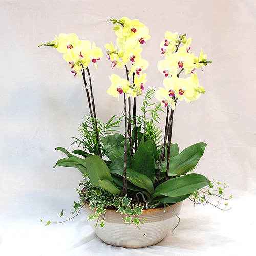 2350 Lan ho diep vang tang bo