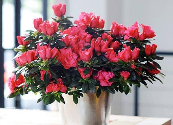 cua-hang-hoa-nguyen-tat-thanh Cửa hàng hoa nguyễn tất thành