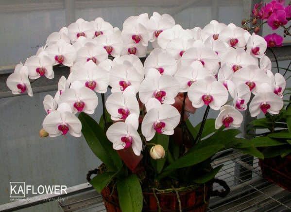 hoa-lan-hoa-diep-nguyen-tat-thanh Hoa tuoi nguyen tat thanh quan 4