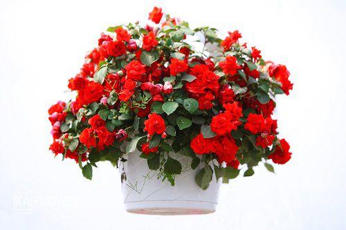 Shop hoa tươi Quận Hai Bà Trưng Shop hoa tươi Quận Hai Bà Trưng