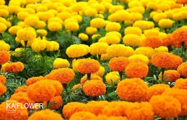 Hoa tuoi duong Nguyen Huu Tho