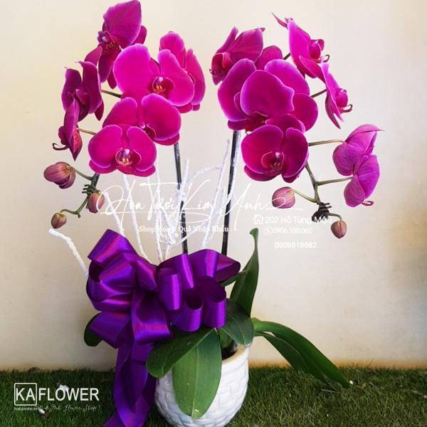 fc_orchid4098