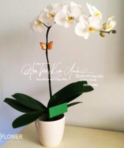 May Mắn