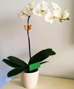 May Mắn